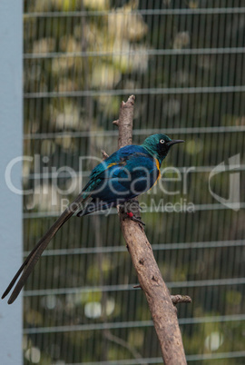 Blue eared glossy starling Lamprotornis chalybaeus