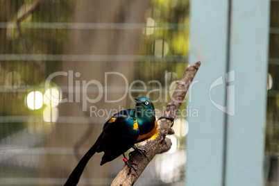 Blue eared glossy starling Lamprotornis chalybaeus