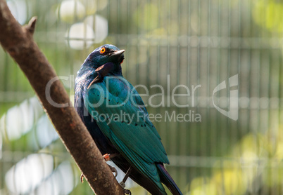 Blue eared glossy starling Lamprotornis chalybaeus