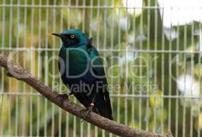Blue eared glossy starling Lamprotornis chalybaeus