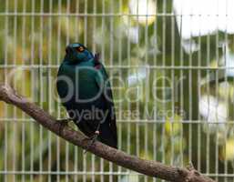 Blue eared glossy starling Lamprotornis chalybaeus