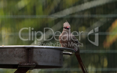 Blue naped mousebird Urocolius macrourus