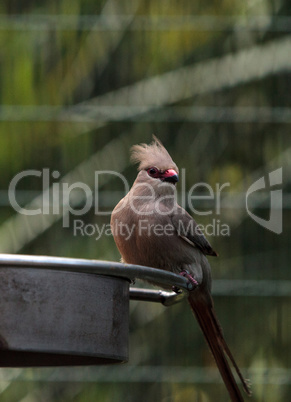 Blue naped mousebird Urocolius macrourus