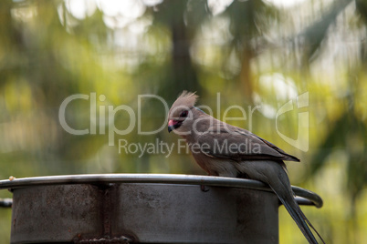 Blue naped mousebird Urocolius macrourus