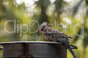 Blue naped mousebird Urocolius macrourus