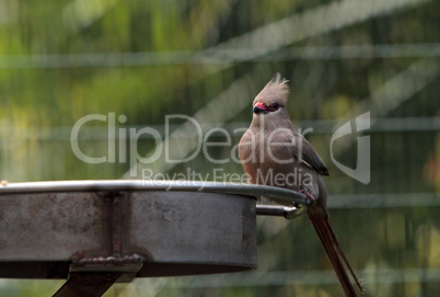 Blue naped mousebird Urocolius macrourus