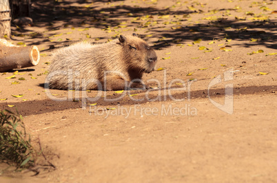 Sleeping capybara Hydrochoerus hydrochaeris