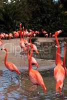 Pink Caribbean flamingo Phoenicopterus ruber