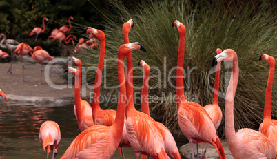 Pink Caribbean flamingo Phoenicopterus ruber