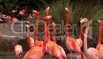 Pink Caribbean flamingo Phoenicopterus ruber