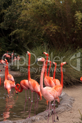 Pink Caribbean flamingo Phoenicopterus ruber