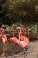 Pink Caribbean flamingo Phoenicopterus ruber