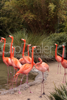 Pink Caribbean flamingo Phoenicopterus ruber