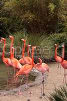 Pink Caribbean flamingo Phoenicopterus ruber