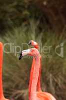 Pink Caribbean flamingo Phoenicopterus ruber