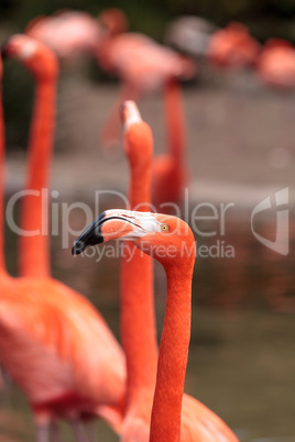 Pink Caribbean flamingo Phoenicopterus ruber