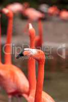 Pink Caribbean flamingo Phoenicopterus ruber