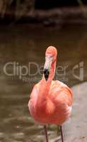 Pink Caribbean flamingo Phoenicopterus ruber