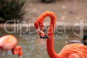 Pink Caribbean flamingo Phoenicopterus ruber