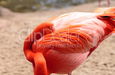 Pink Caribbean flamingo Phoenicopterus ruber