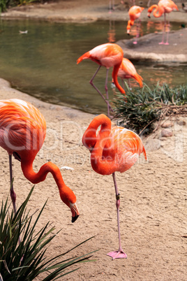 Pink Caribbean flamingo Phoenicopterus ruber