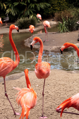 Pink Caribbean flamingo Phoenicopterus ruber