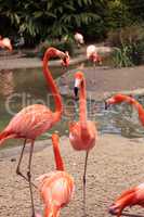 Pink Caribbean flamingo Phoenicopterus ruber