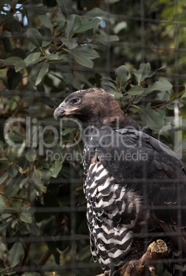 Crowned eagle Stephanoaetus coronatus