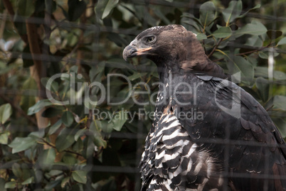 Crowned eagle Stephanoaetus coronatus