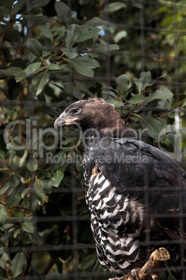 Crowned eagle Stephanoaetus coronatus