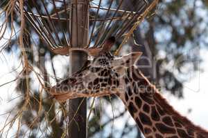 Giraffe are found in Africa