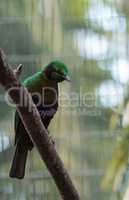 Emerald starling bird Lamprotornis iris