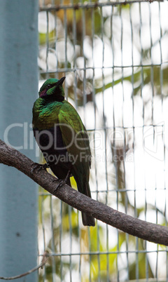 Emerald starling bird Lamprotornis iris