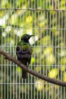 Emerald starling bird Lamprotornis iris