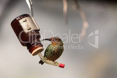 Female purple honeycreeper Cyanerpes caeruleus