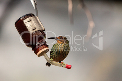 Female purple honeycreeper Cyanerpes caeruleus