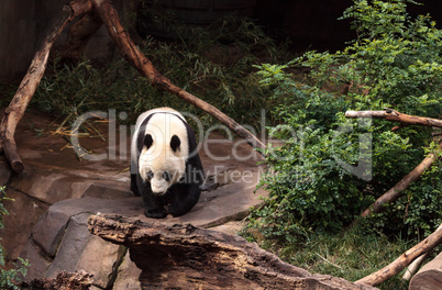 Giant panda bear Ailuropoda melanoleuca