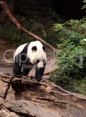 Giant panda bear Ailuropoda melanoleuca