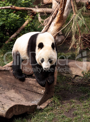 Giant panda bear Ailuropoda melanoleuca