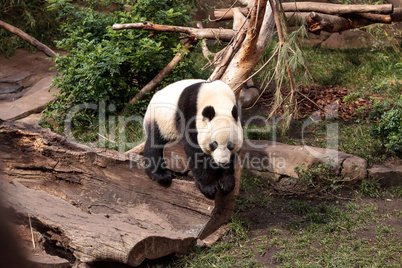 Giant panda bear Ailuropoda melanoleuca