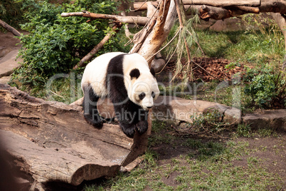 Giant panda bear Ailuropoda melanoleuca