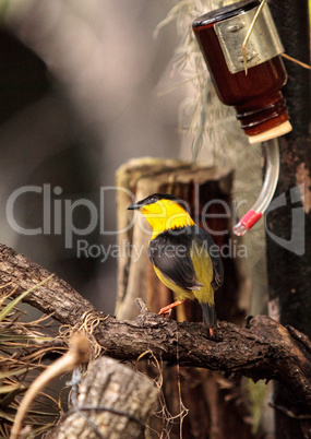 Golden collared manakin Manacus vitellinus