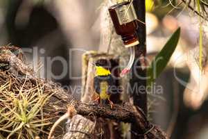 Golden collared manakin Manacus vitellinus