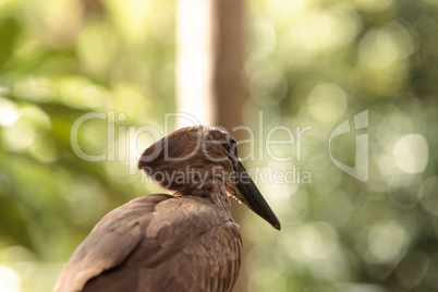 Hamerkop bird Scopus umbretta