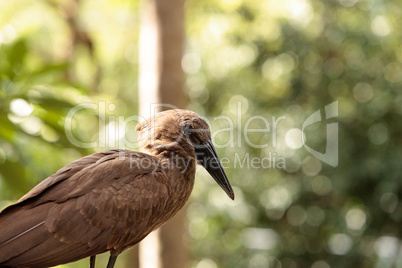 Hamerkop bird Scopus umbretta