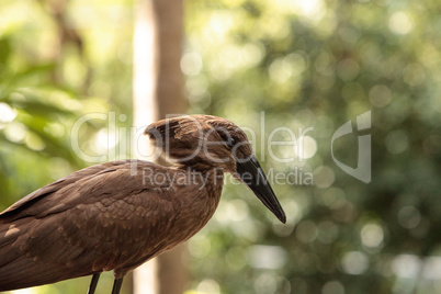 Hamerkop bird Scopus umbretta