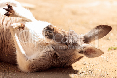 Kangaroo relaxes on the sand