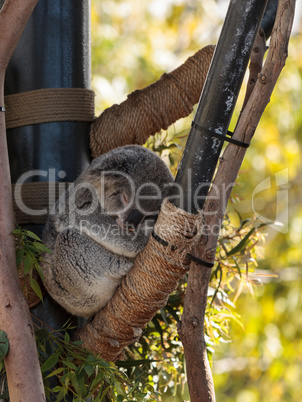 Koala bear Phascolarctos cinereus