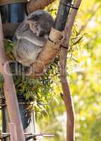 Koala bear Phascolarctos cinereus