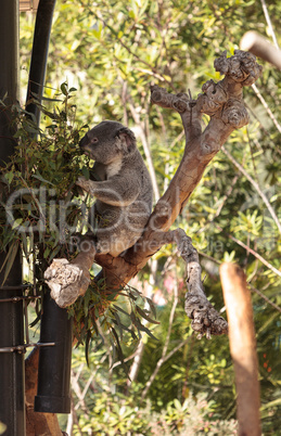 Koala bear Phascolarctos cinereus